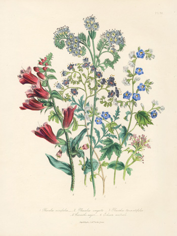 Jane W Louden Ornamental Annuals Prints 1840