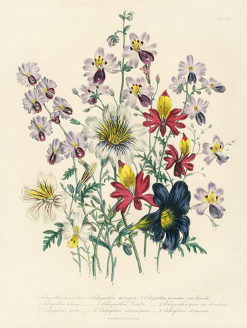 Jane W Louden Ornamental Annuals Prints 1840