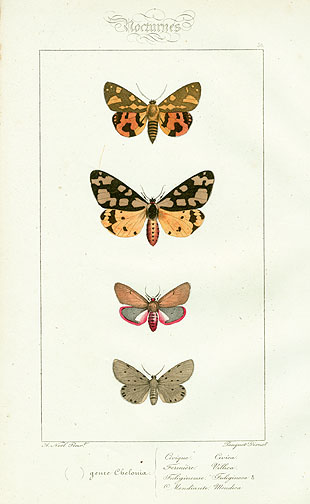 Lucas Butterfly and Moth Prints 1834