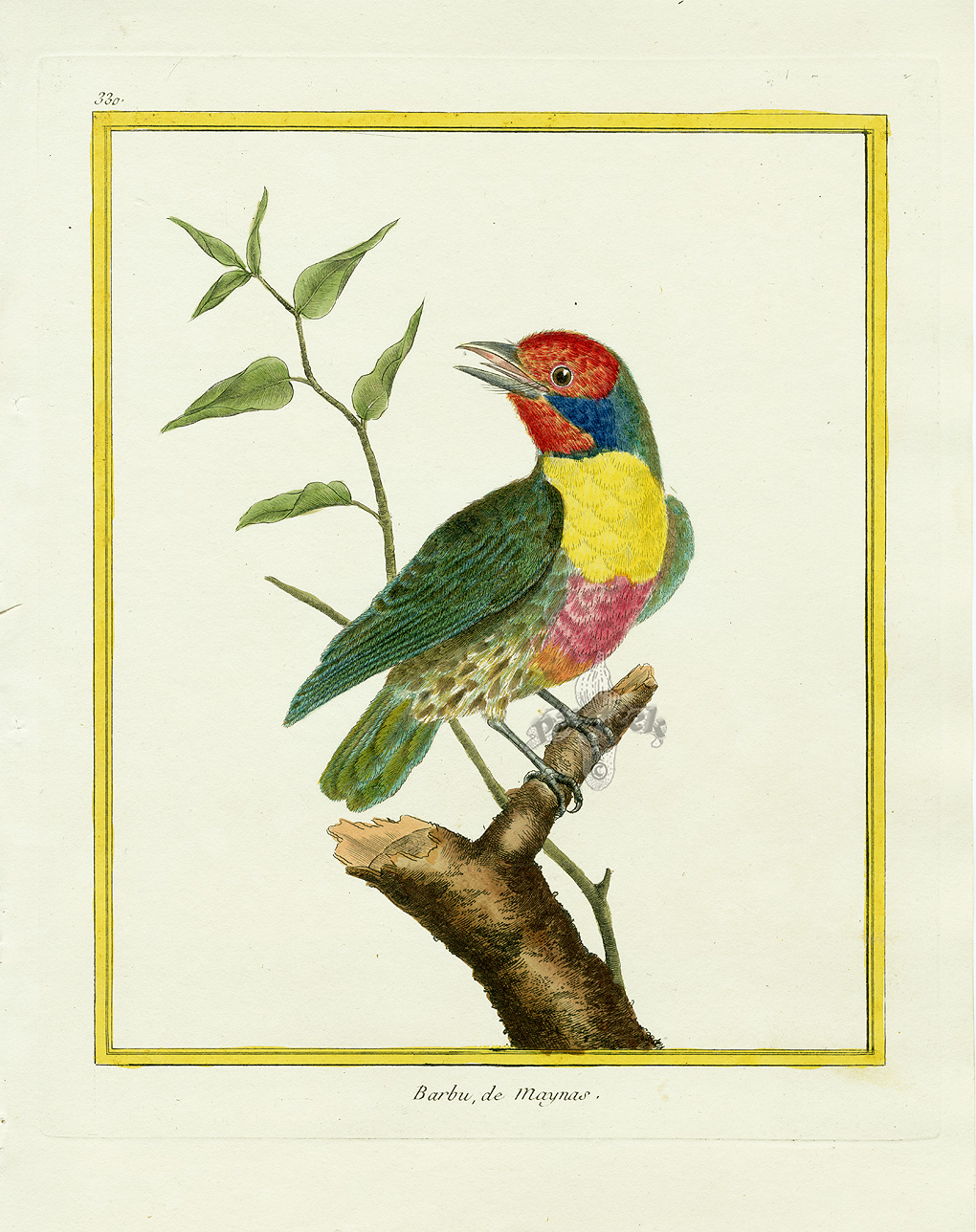 Martinet (oiseau) — Wikipédia