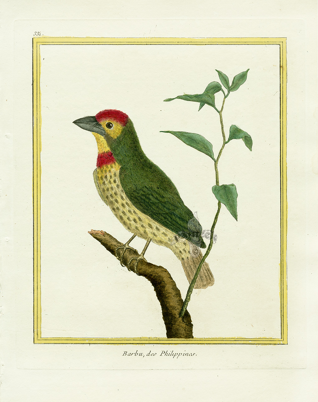 Martinet (oiseau) — Wikipédia