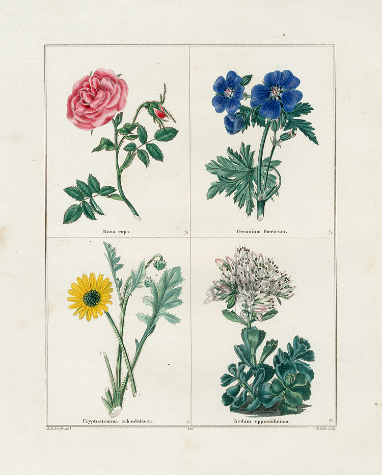 Maund Botanical Garden botanical prints 1825-1851