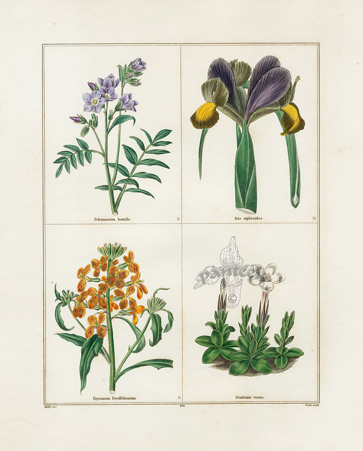 Maund Botanical Garden botanical prints 1825-1851