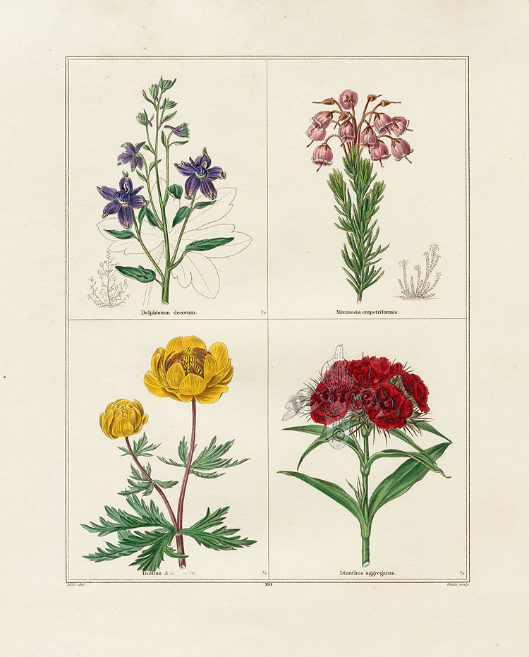 Maund Botanical Garden botanical prints 1825-1851