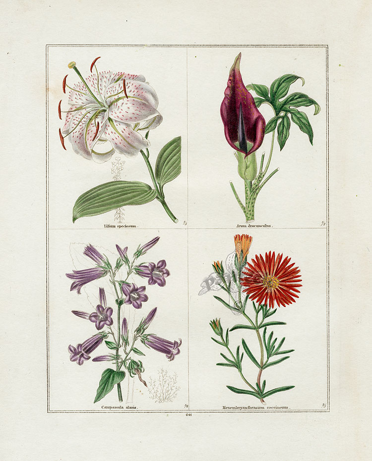 Maund Botanical Garden botanical prints 1825-1851