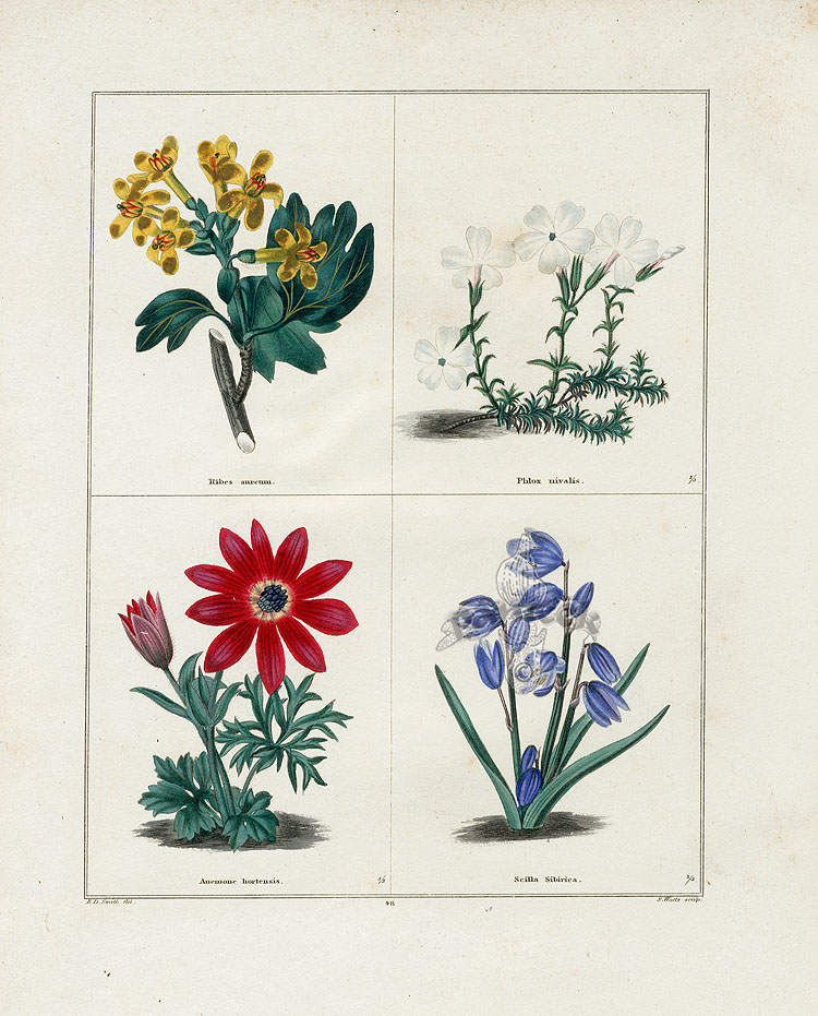 Maund Botanical Garden botanical prints 1825-1851