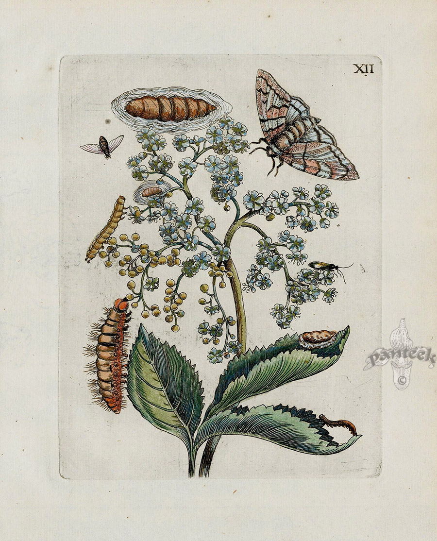 from Maria Sibilla Merian Der Rupsen Begin Prints 1713