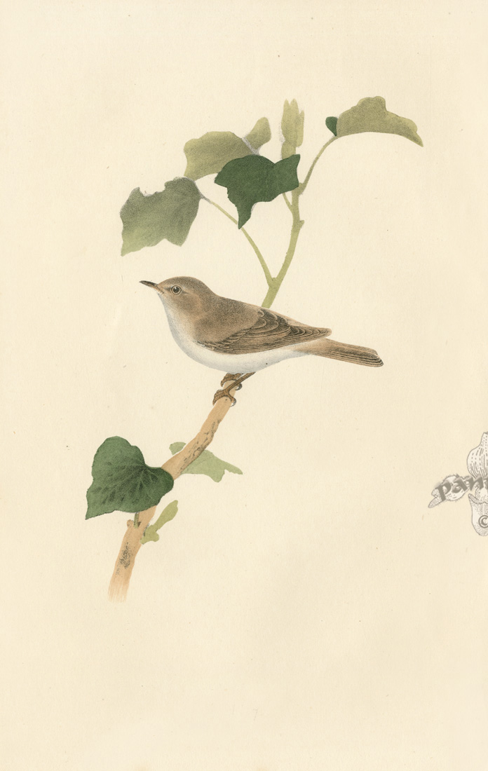 Meyer Bird Prints 1857