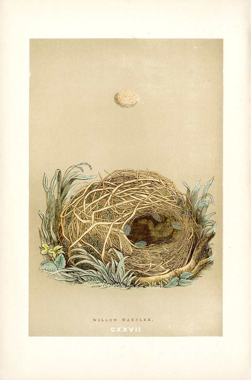 Willow Warbler from Bird Nest & Eggs Prints from Morris British Birds