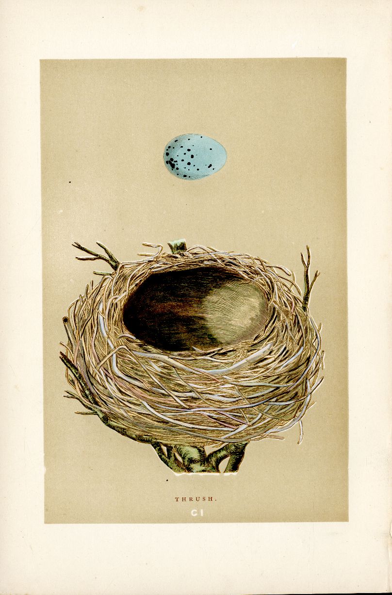 Thrush from Bird Nest & Eggs Prints from Morris British Birds