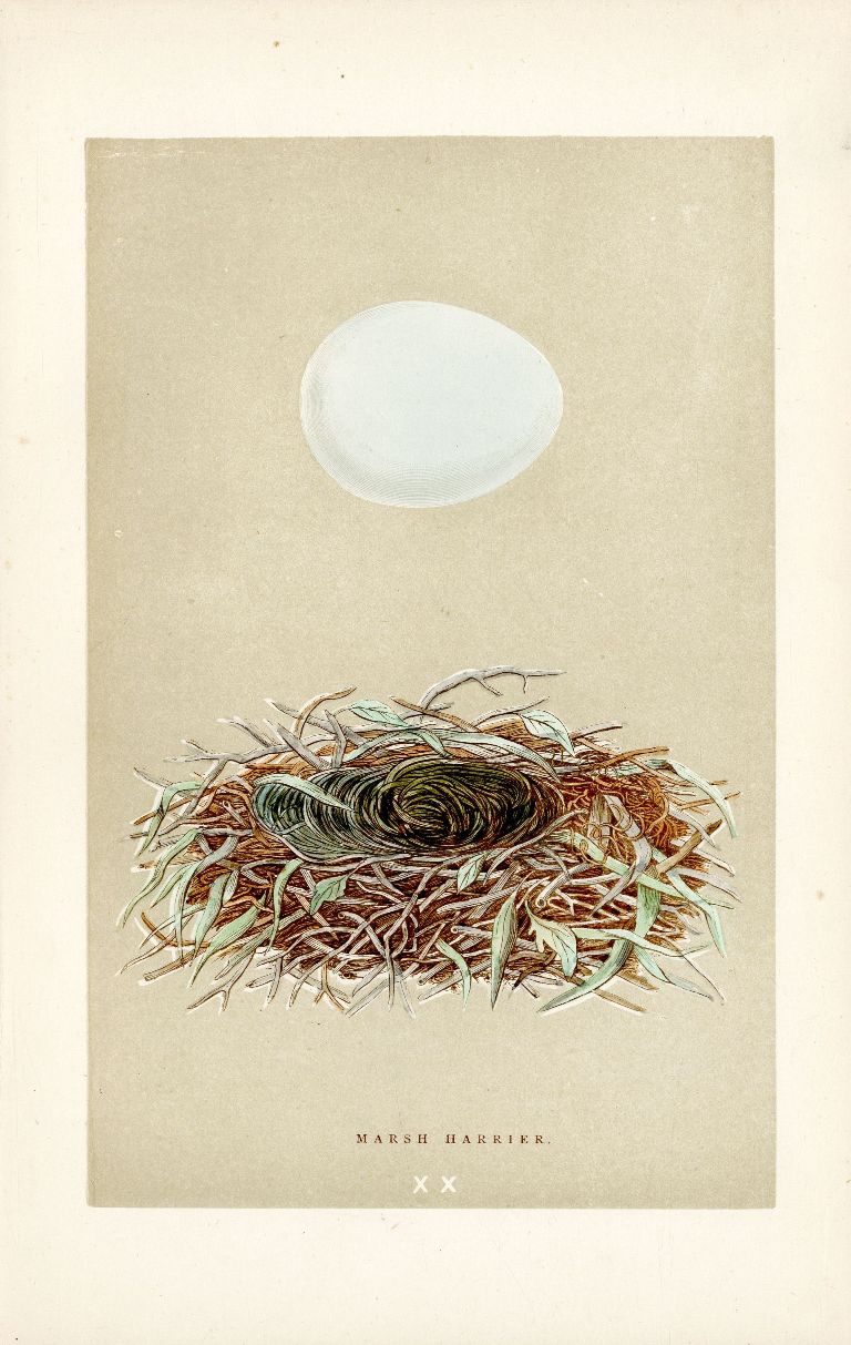 Redstart from Antique Bird Nest & Bird Egg prints 1875