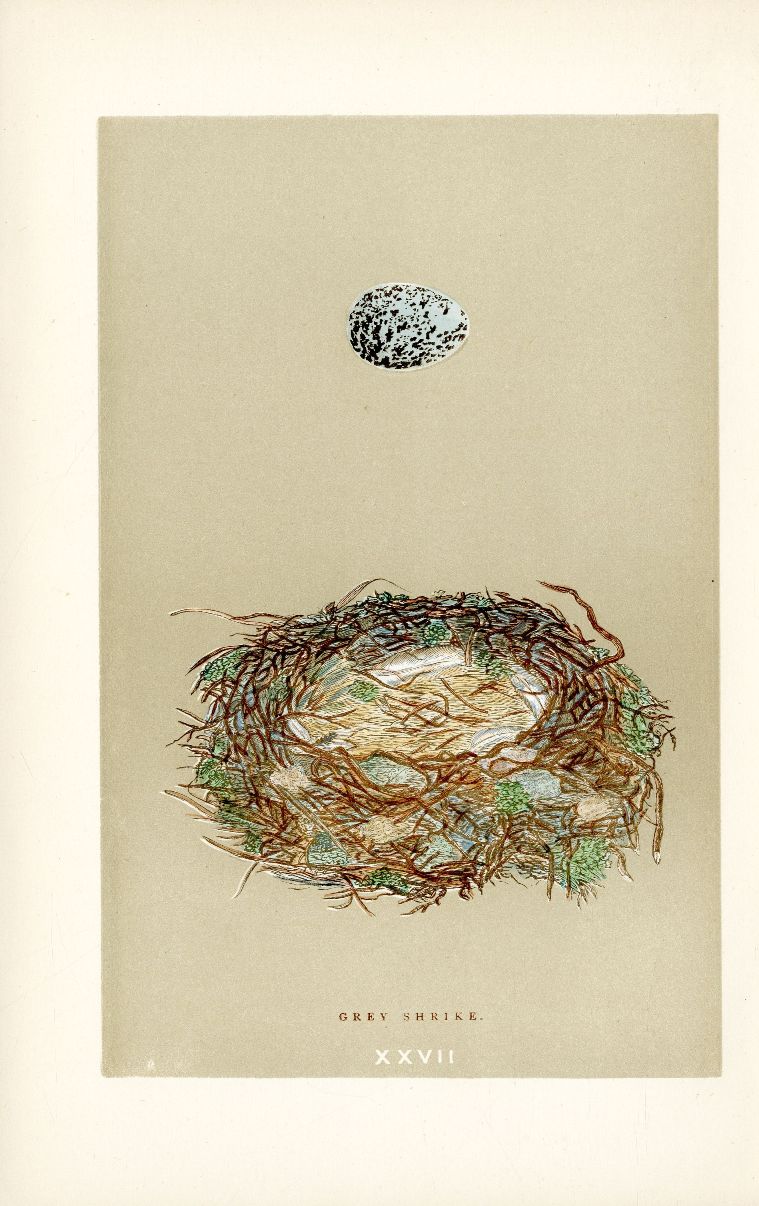 Grey Shrike from Antique Bird Nest & Bird Egg prints 1875