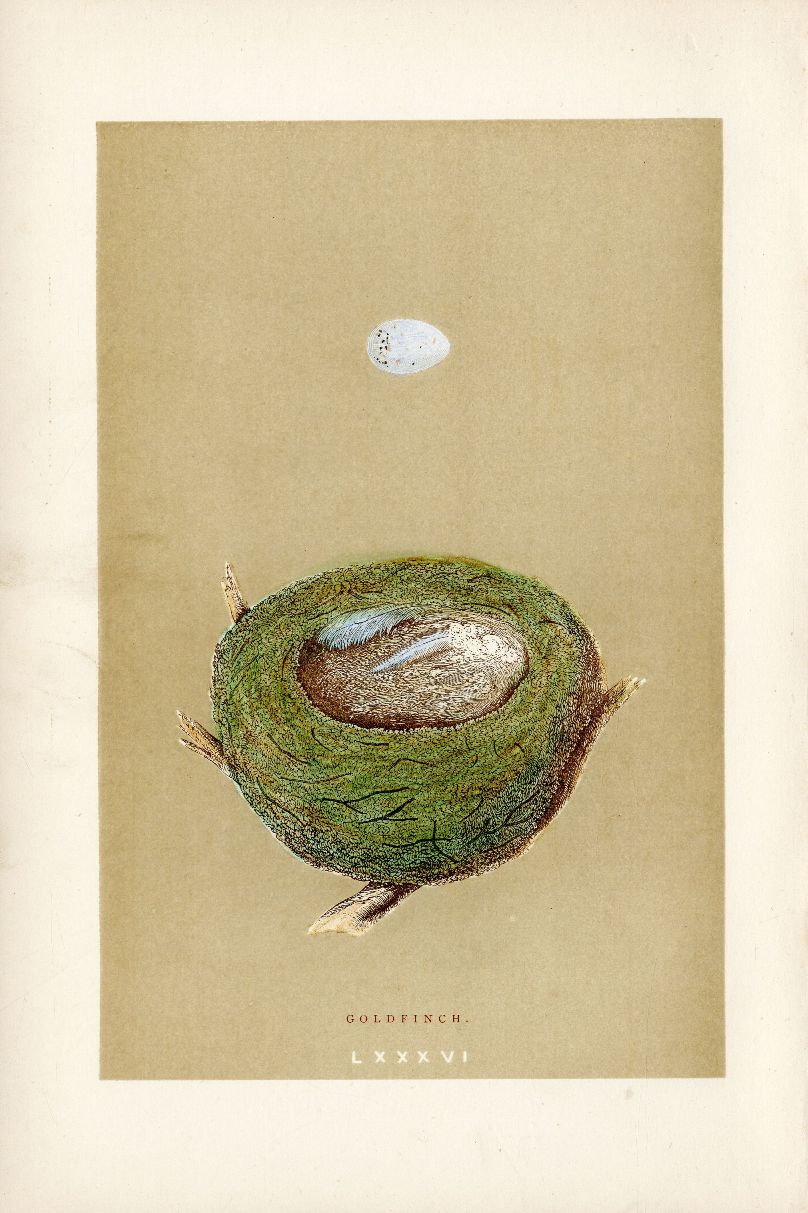 Goldfinch from Antique Bird Nest & Bird Egg prints 1875