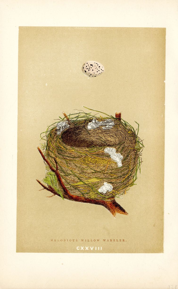 Melodious Willow Warbler from Antique Bird Nest & Bird Egg prints 1875