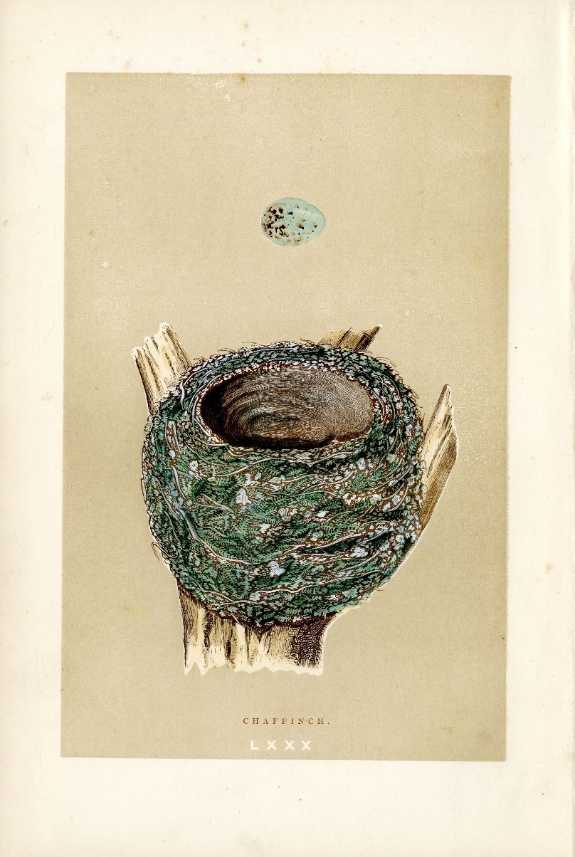 Chaffinch from Bird Nest & Eggs Prints from Morris British Birds