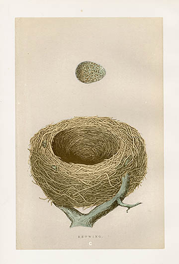 F.O. Morris Nest & Egg Prints 1892