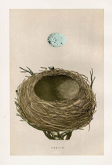 F.O. Morris Nest & Egg Prints 1892