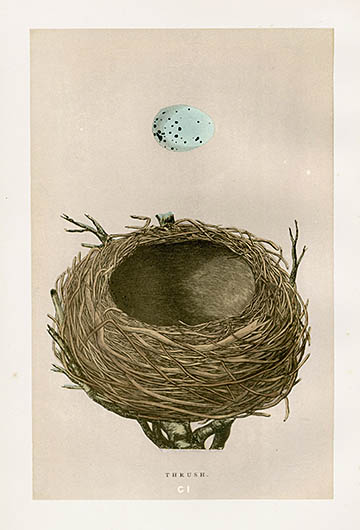 F.o. Morris Nest & Egg Prints 1892