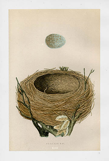 F.O. Morris Nest & Egg Prints 1892