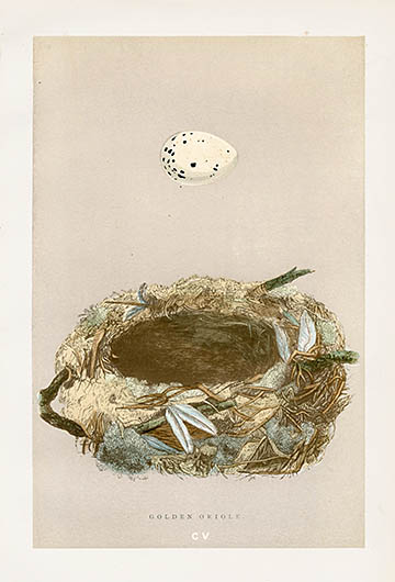 F.O. Morris Nest & Egg Prints 1892