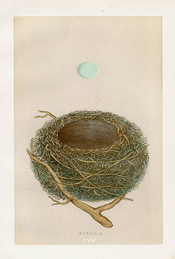 F.O. Morris Nest & Egg Prints 1892