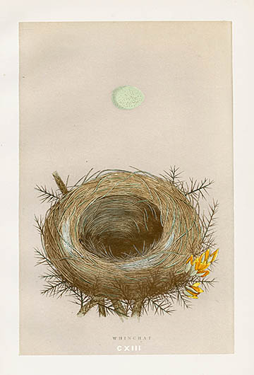 C.1875 ANTIQUE NEST & EGG prints • original antique bird nest prints • hand colored lithograph by Morris hotsell • set of 3 prints