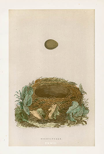 F.O. Morris Nest & Egg Prints 1892