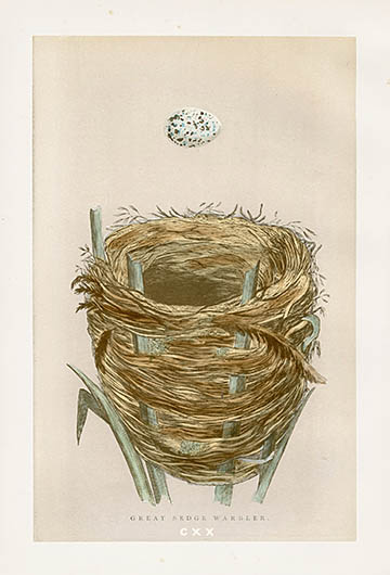 F.O. Morris Nest & Egg Prints 1892