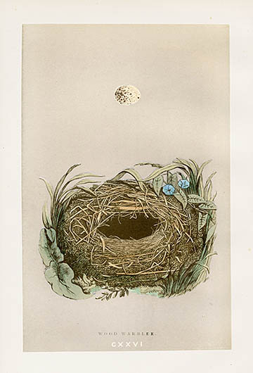 F.O. Morris Nest & Egg Prints 1892