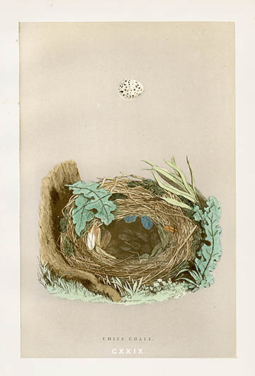 F.o. Morris Nest & Egg Prints 1892