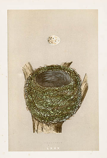 F.O. Morris Nest & Egg Prints 1892