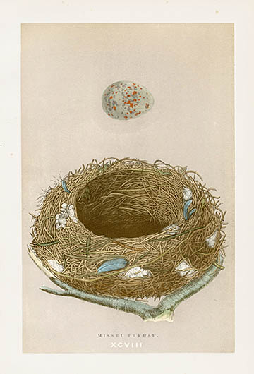 F.O. Morris Nest & Egg Prints 1892