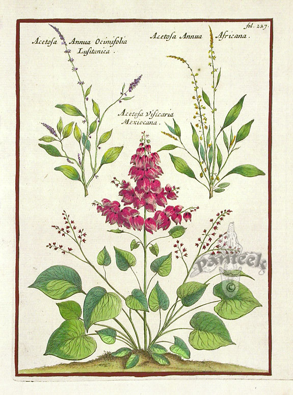 Munting Antique Botanical Prints
