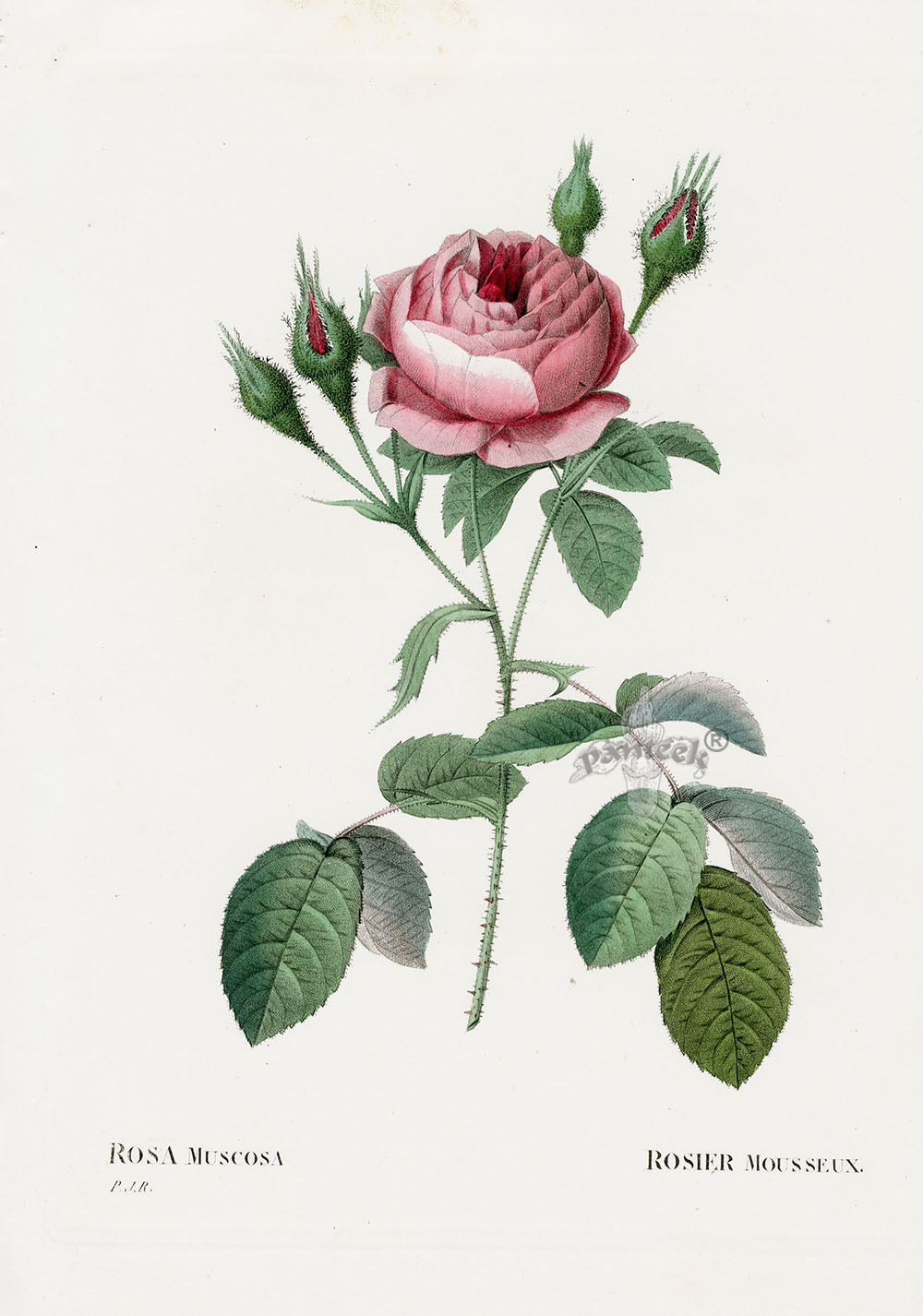 P. J. Redoute Les Roses Prints 1828