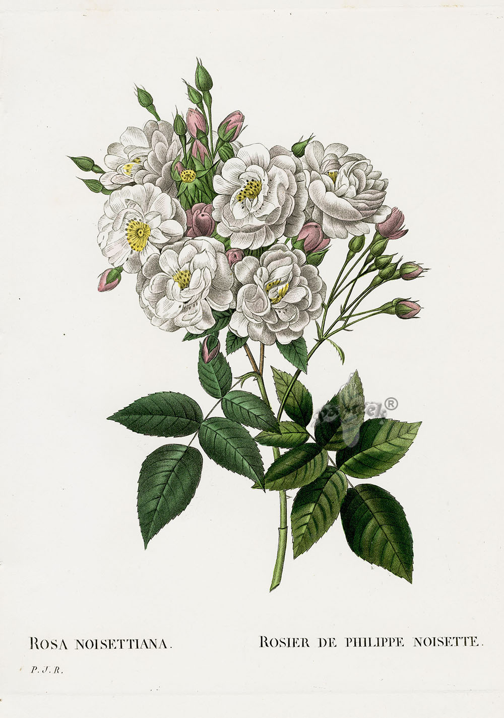 P. J. Redoute Les Roses Prints 1828