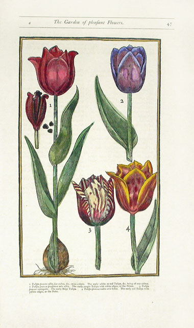 Parkinson Paradisi in Sole botanical prints