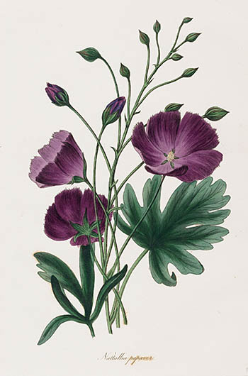 Paxton Magazine Botany Prints 1834