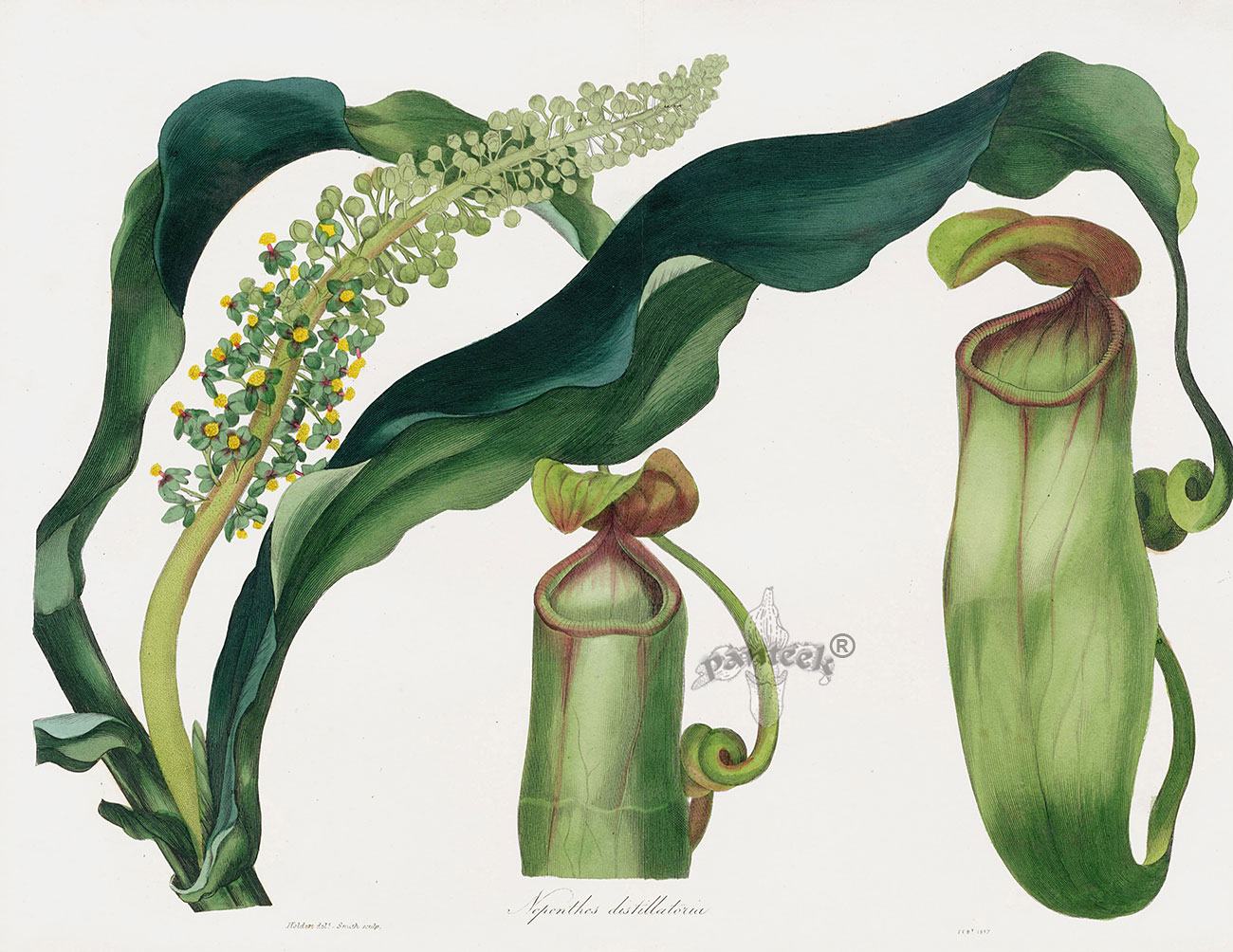 Pitcher Plant, Nepenthes Distillatoria From Joseph Paxton Magazine 