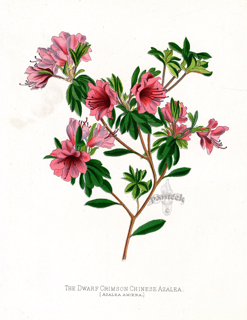 Dwarf Crimson Chinese Azalea Azalea amoena from Floral Prints by Joseph ...