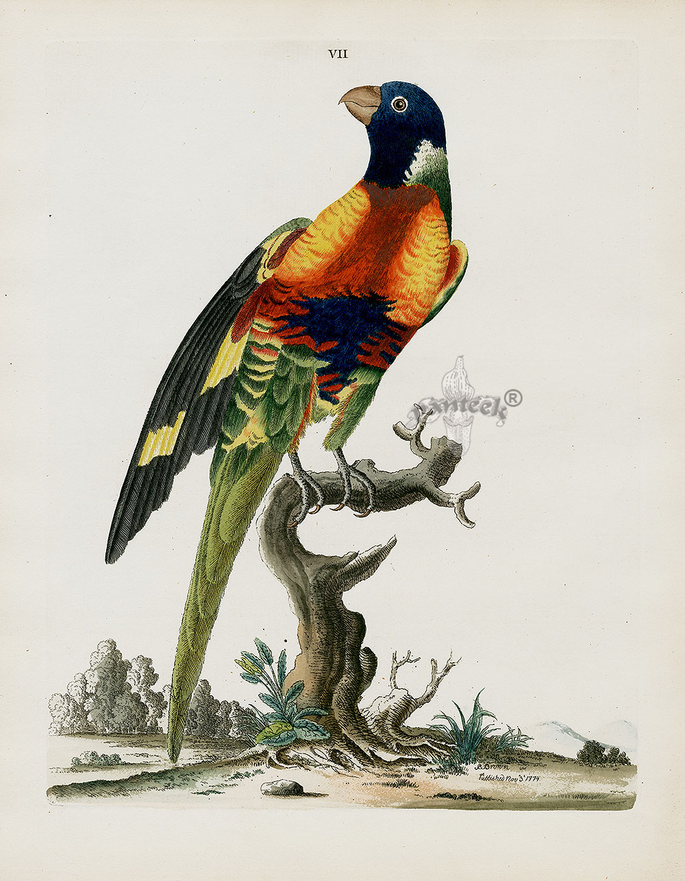 Peter Brown Illustration Of Zoology Bird Prints 1776