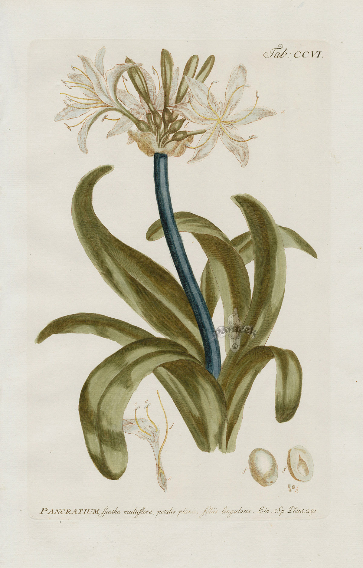 Pancratium spatha multiflora Watermark For Country & Liberty used in ...