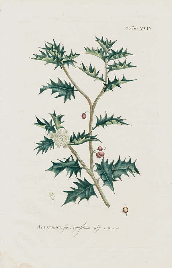 1768 Philip Miller Gardens Dictionary Botanical Prints