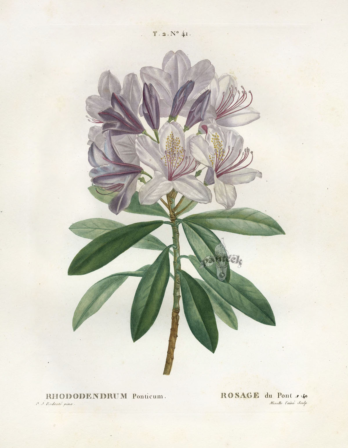 Antique botanical prints from Redoute 1801