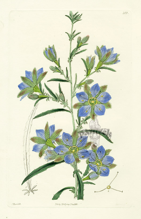 Robert Sweet Flower Garden Prints 1838