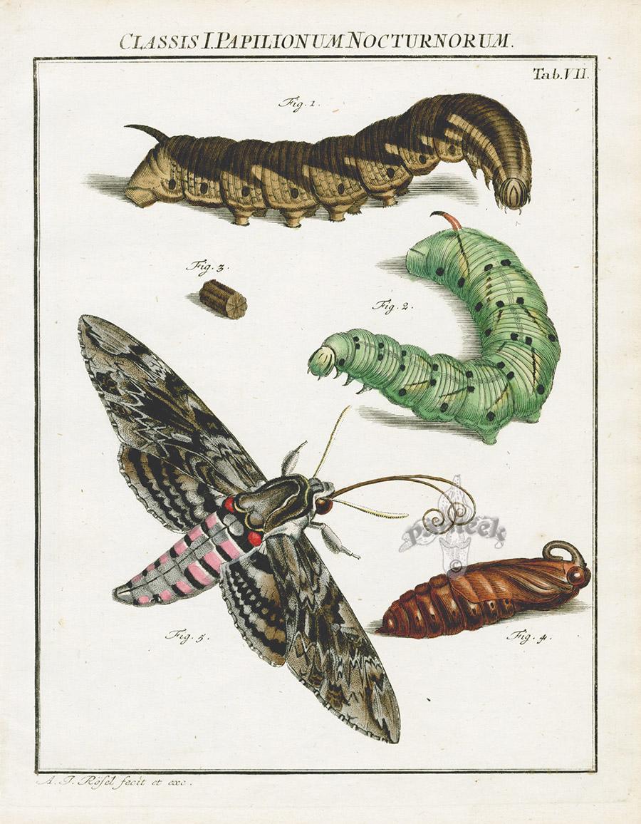 Hawk Moth from Roesel von Rosenhof Der Insecten Belustigung Prints 1740