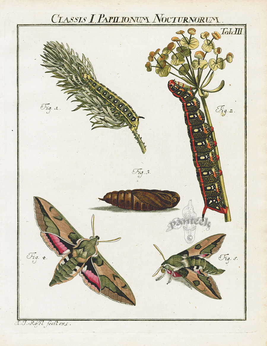 Moth from Roesel von Rosenhof Der Insecten Belustigung Prints 1740