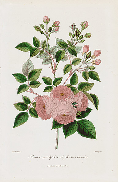 1884 Roses et Rosiers Prints by E. Donnaud