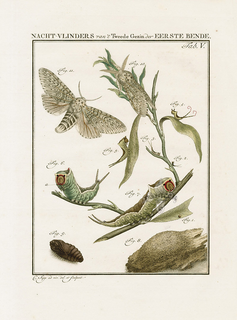 Puss Moth from Jan Christiaan Sepp Butterflies and Moths Prints 1762