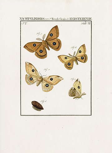 Tau Emperor Moth, 2 prints, click on image to see both