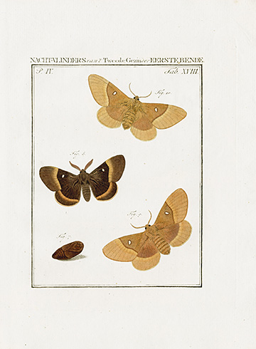 Oak Eggar Moth, 2 prints click on image to see both